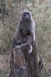 20080211_Baboon_Samburu_RJK0008