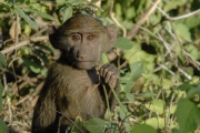 20100211_Baboon_Baby_K101040
