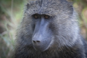 20100211_Baboon_Samburu