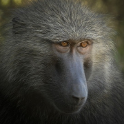 20100211_Baboon_Samburu_K101005