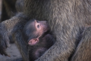 20100211_Baboon_baby_Samburu_K101021