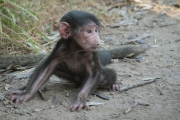 20100211_Baby_Baboon_Samburu_K100992