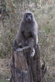 20080211_Baboon_Samburu_RJK0008