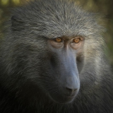 20100211_Baboon_Samburu_K101005