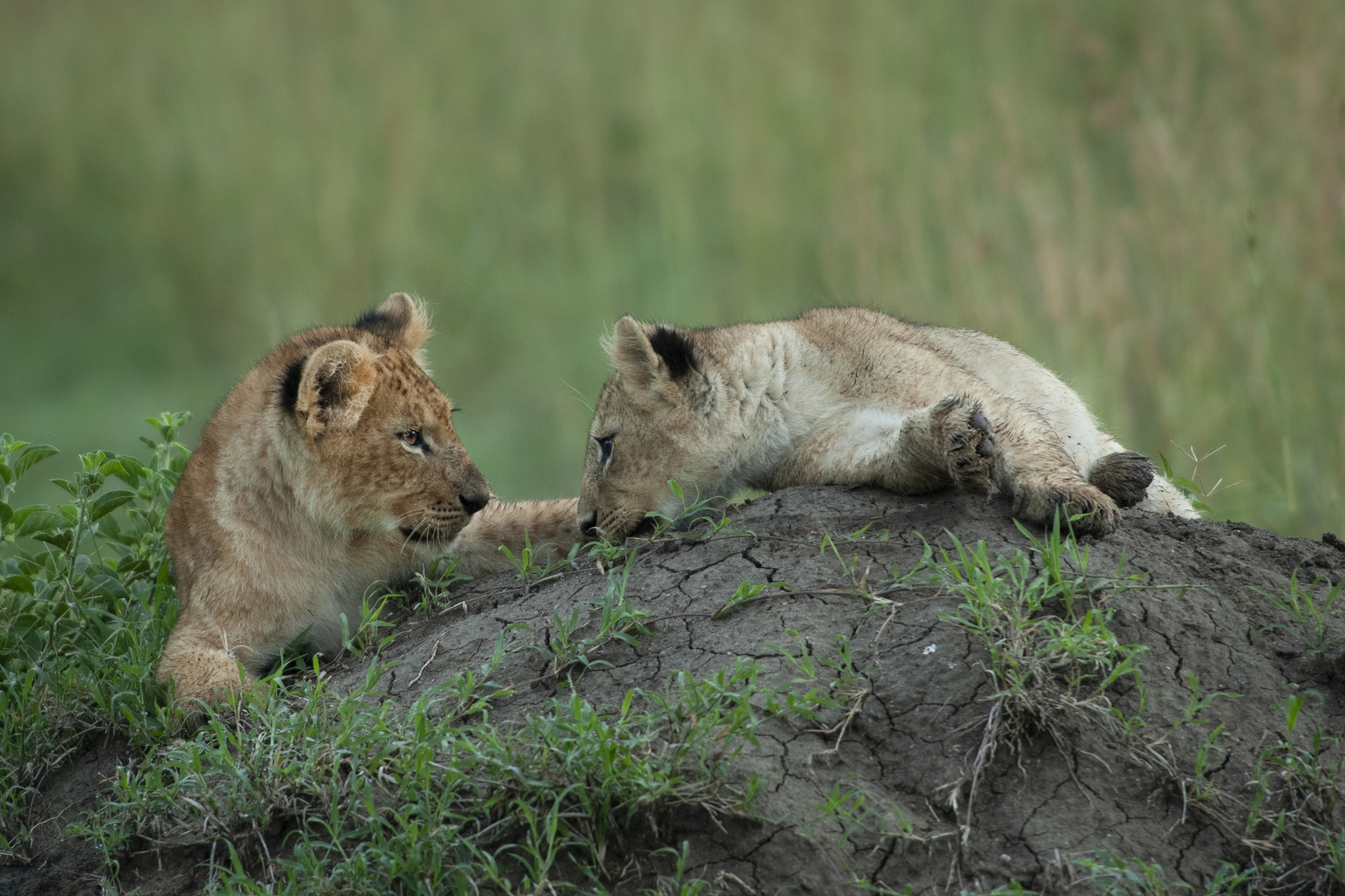 20100227_D200_Lion_cubs_Mara_K102347 20100227_D200_Lion_cubs_Mara_K102347