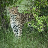 200080227_D200_Leopard_Mara_RJK0009