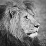 20061029_D2x_male_lion_portrait_RJK0830