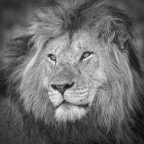20061029_LION-PORTRAIT-_72x2000_C-C_RJK0834