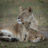 20061107_D2x_Lioness_and_cub_