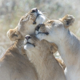 20061108_D2x_Lionesses_Greeting_Mara_RJK1903_newversion_2017-C-C