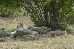 20061110_D200_Sleeping_Lions_Mara_RJK0074