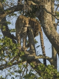 20061110_D2x_Leopard_in_tree_Mara_1050_RJK2062
