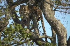 20061110_D2x_Leopard_in_tree_Mara_RJK2049
