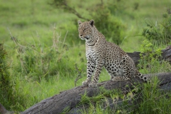 20080214_D2x_Leopard_Mara_RJK2807