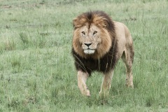 20080215_D200_Lion_male_Mara_RJK0021