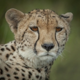 20080226_D2x_Cheetah_portrait_Mara_RJK3255