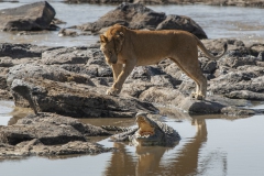 20080227_D2x_Lion_Crocodile_Mara_RJK3354-2