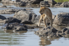 20080227_D2x_Lion_vs_crocodile_Mara_RJK3327