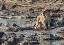 20080227_D2x_Lion_watching_for_Crocodiles_Mara_RJK3301