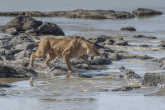 20080227_D2x_lion_crocodile_Mara_RJK3334