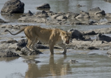 20080227_Lion_vs_crocodile_RJK3325