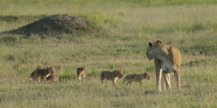 20080301_D200_Lion_and_babies_Mara_RJK0078