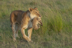 20080301_D200_Lion_carrying_baby_Mara_RJK0052