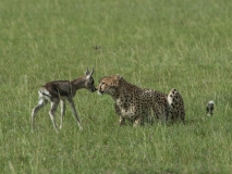 20100225_D200_Thompson_baby_Cheetah_Mara_K102106