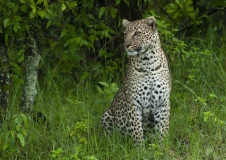 20100301_D200_Leopard_Mara_K102511