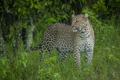 20100301_D200_Leopard_Masai_Mara_K102495