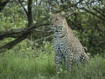 20100302_D200_Leopard_Mara_K102623
