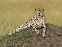 20120122_D3s_Cheetah_Mara_RJK4602