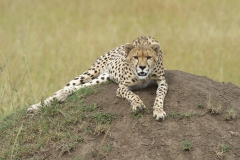 20120129_D3s_Cheetah_Mara_RJK4605