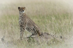 20120130_D200_Cheetah_Mara_K103771