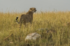 20120130_D3s_Cheetah_Mara_RJK4751