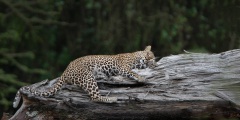 20140114_D4_Leopard_Nakuru_1RD4_0585-C-4.45.00-PM