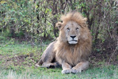 20160929_D4_Male-Lion_Masai-Mara_RD4_5636-C