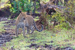 2016_D850_Leopard_Masai_Mara_RD4_5528-C2