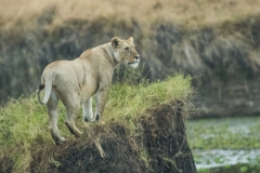 20191030_D200_Lion_Mara__RJK0075