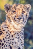 FILMSCANS_CHEETAH-YOUNG_MASAI-MARA_DSC_4010-C