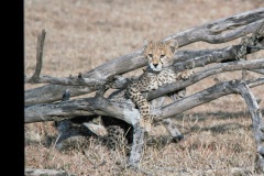 FILMSCANS_Cheetah-cub_DSC_3891-C