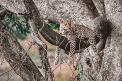 FILMSCANS_Leopard_Short-tail_Masai-Mara_DSC_3989-C