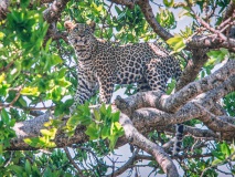 FILMSCANS_leopard_Masai-Mara_DSC_3960-C