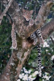 FilmScan_Leopard_Masai-Mara_DSC_3893-C