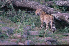 FilmScan_Leopard_Masai-Mara_DSC_3894-C