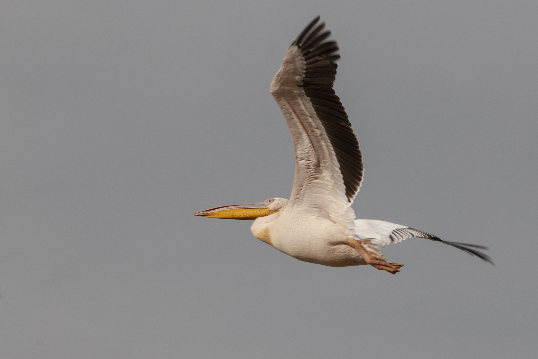 20080212_Pelican_Nakuru_RJK0035 20080212_Pelican_Nakuru_RJK0035