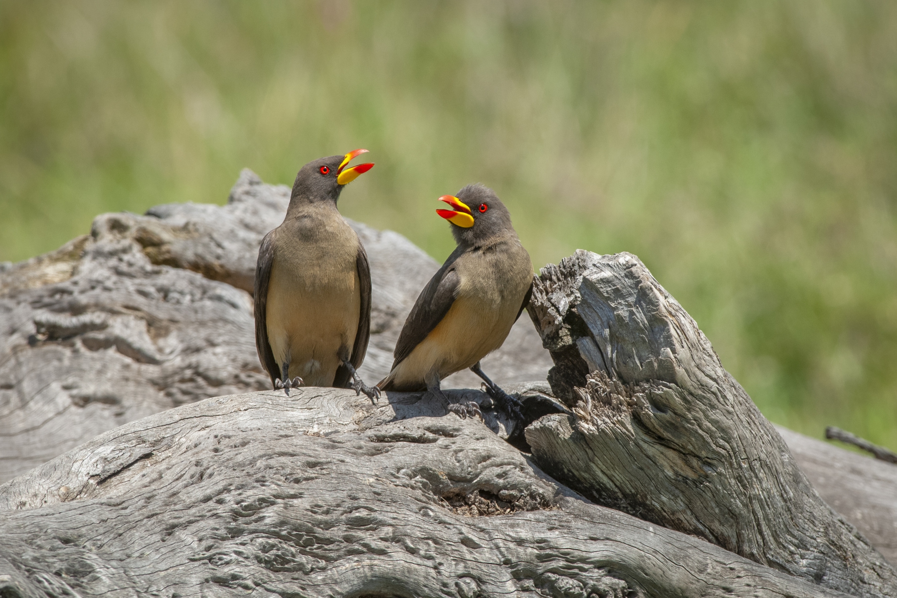 20080214_Yellow_Billed_Oxpecker_RJK2637 20080214_Yellow_Billed_Oxpecker_RJK2637