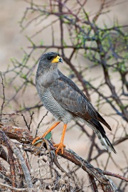 20061024_D200_EPChanting_Goshawk_Samburu_1050_RJK0023