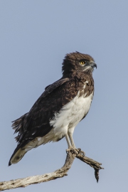 20061031_Black_Chested_Snake_Eagle_RJK1025