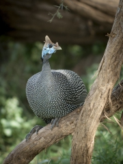 20080207_Guinea_fowl_helmeted_RJK0052
